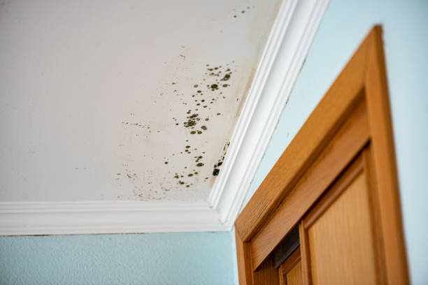 Best Local Mold Removal Service  in Port Monmouth, NJ
