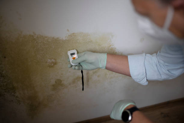 Best Home Mold Removal  in Port Monmouth, NJ