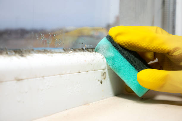 Best Commercial Mold Removal  in Port Monmouth, NJ