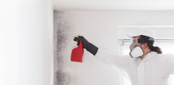 Home Mold Removal in Port Monmouth, NJ